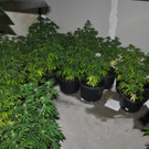 Bilder der Cannabis-Plantage in Floridsdorf