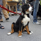 _DSC0053_JPG-1278092925