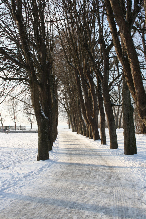 Dreik__nigslauf am See 06-01-2017 _13_.JPG