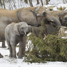 Christbaum-Frühstück für Elefanten im Tiergarten Schönbrunn