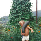Gurke1.jpg