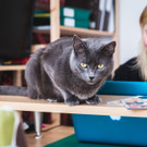 Flora Scheed mit Katze Lilli copyrigt ROBIN CONSULT_Flo Mooshammer.jpg