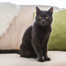 Praxiskatze Lilli copyrigt ROBIN CONSULT_Flo Mooshammer.jpg