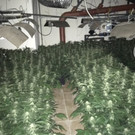 Feuer in Einfamilienhaus in Donaustadt: Die entdeckte Hanf-Großplantage