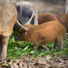Diese Tiere leben im Doppelmayr-Zoo