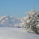 laterns 180117_27.JPG