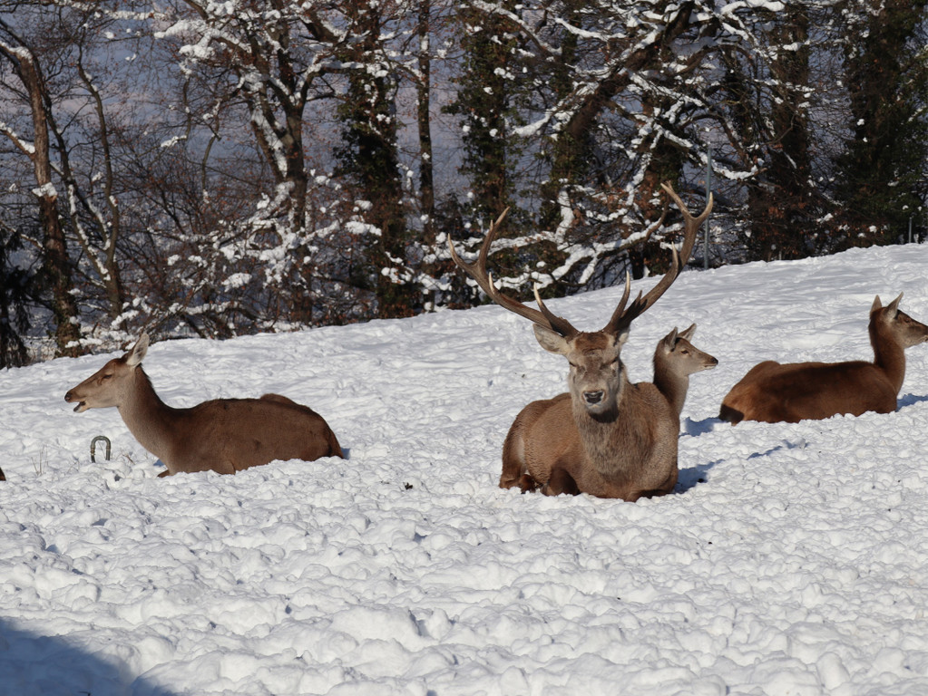 KOE_Wintermaerchen Wildpark 3.jpg
