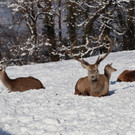 KOE_Wintermaerchen Wildpark 3.jpg