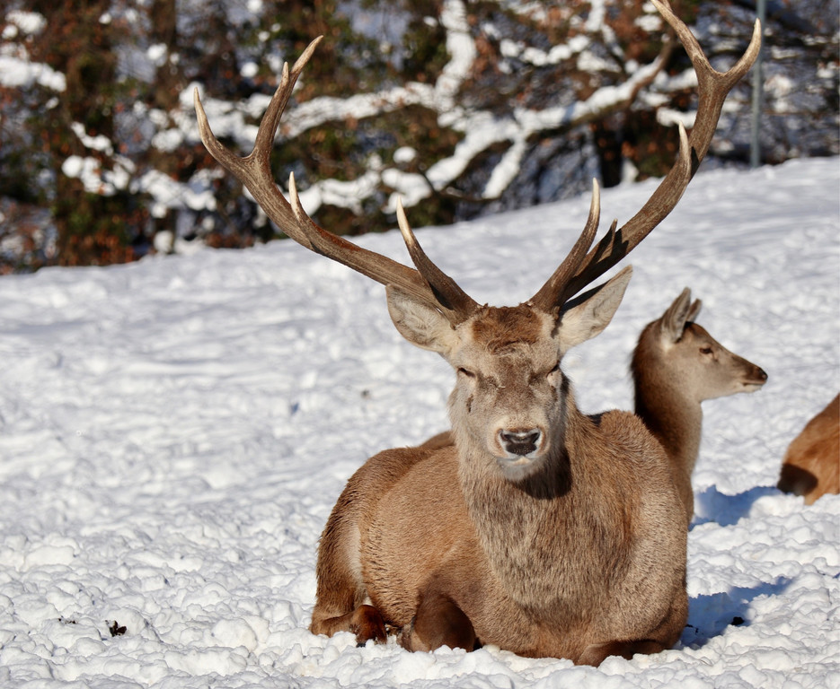 KOE_Wintermaerchen Wildpark 4.jpg