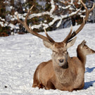 KOE_Wintermaerchen Wildpark 4.jpg