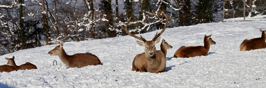 KOE_Wintermaerchen Wildpark 5.jpg