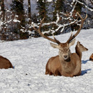 KOE_Wintermaerchen Wildpark 5.jpg