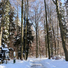 KOE_Wintermaerchen Wildpark 7.jpg