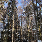 KOE_Wintermaerchen Wildpark 8.jpg
