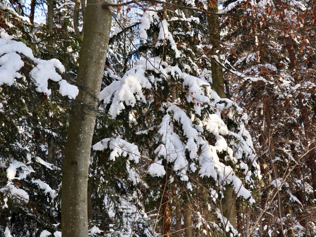 KOE_Wintermaerchen Wildpark 9.jpg