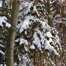 KOE_Wintermaerchen Wildpark 9.jpg
