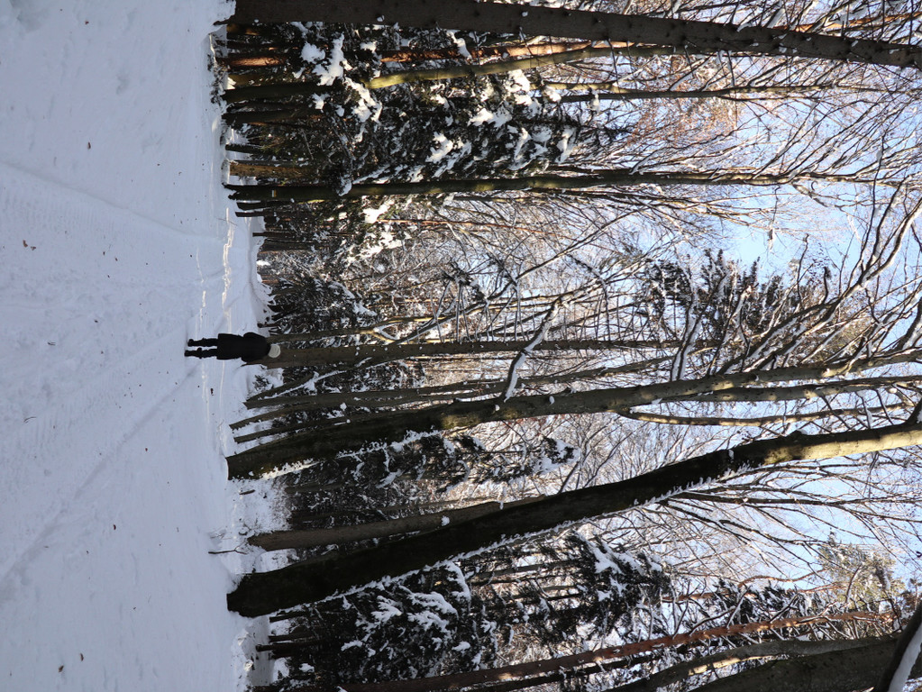 KOE_Wintermaerchen Wildpark 10.jpg