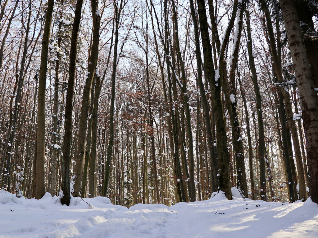 KOE_Wintermaerchen Wildpark 11.jpg