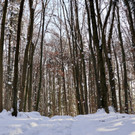 KOE_Wintermaerchen Wildpark 11.jpg