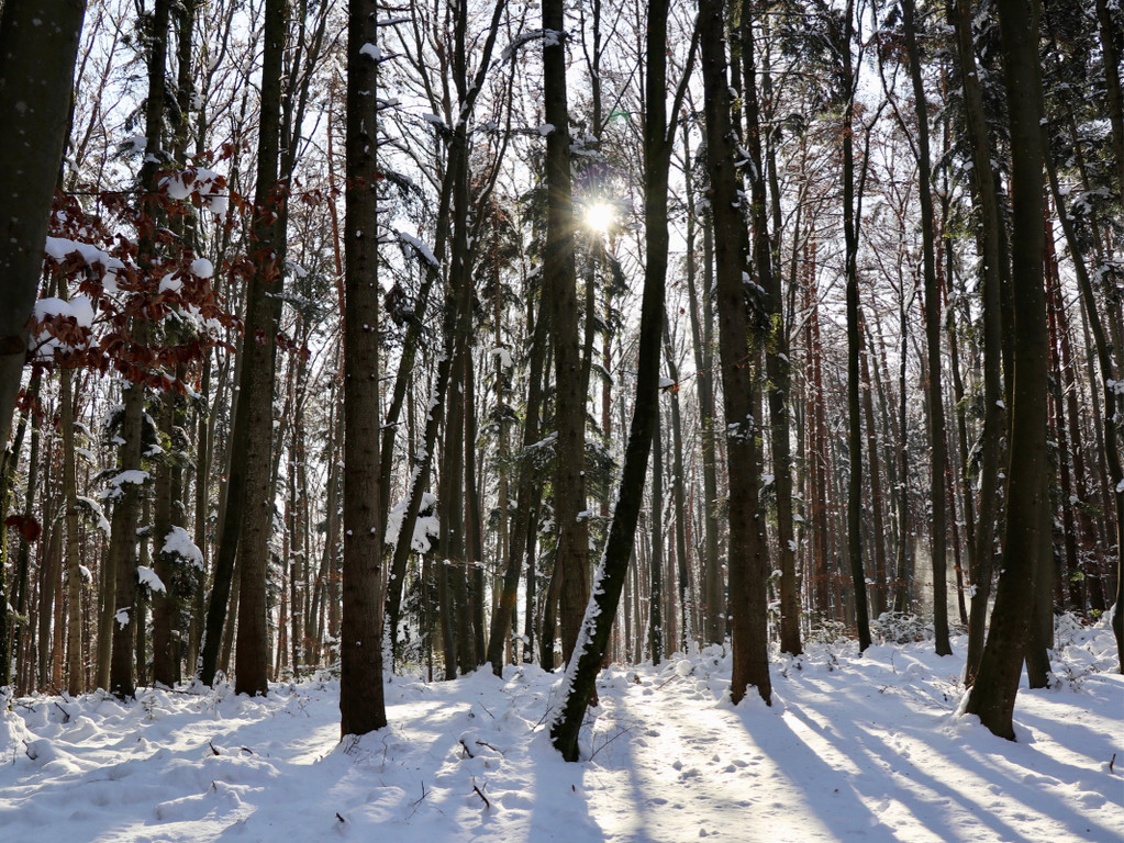KOE_Wintermaerchen Wildpark 14.jpg