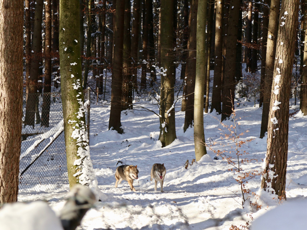 KOE_Wintermaerchen Wildpark 18.jpg