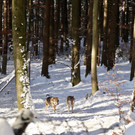KOE_Wintermaerchen Wildpark 18.jpg