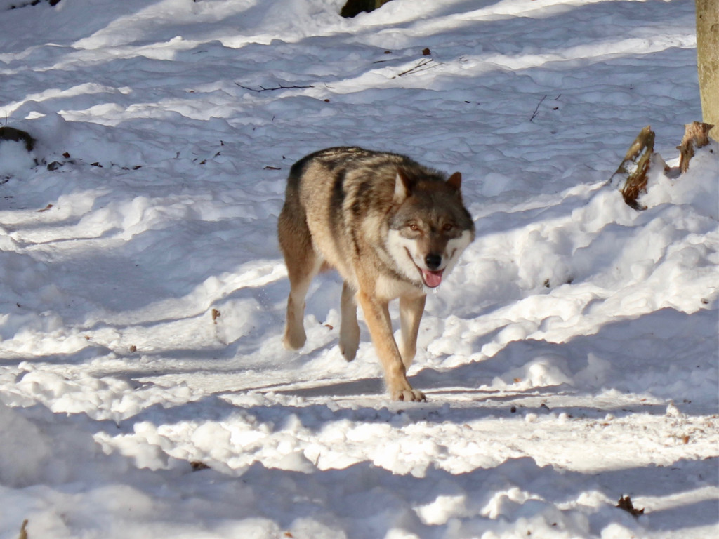 KOE_Wintermaerchen Wildpark 19.jpg