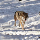 KOE_Wintermaerchen Wildpark 19.jpg