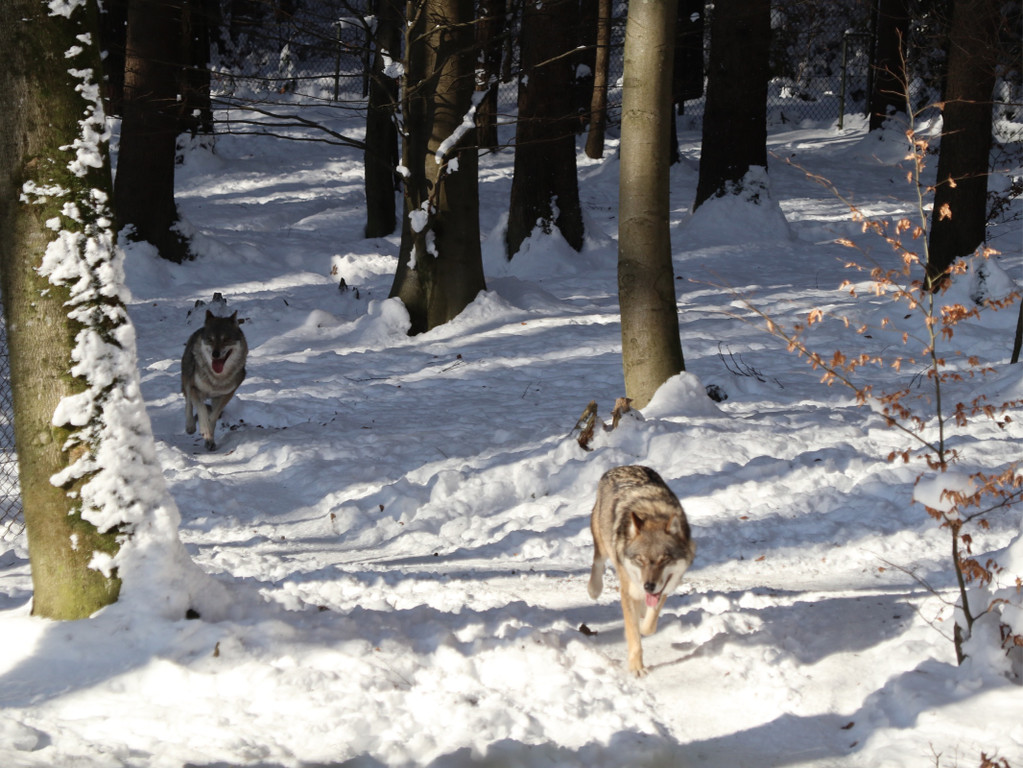 KOE_Wintermaerchen Wildpark 20.jpg