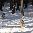 KOE_Wintermaerchen Wildpark 20.jpg