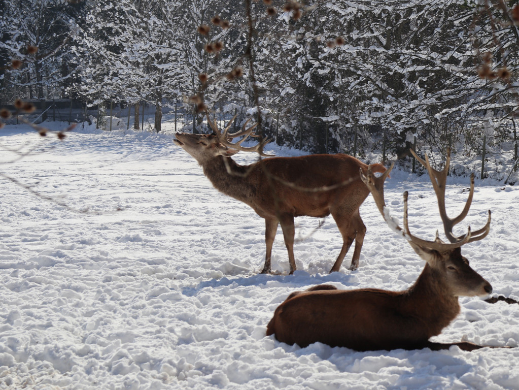 KOE_Wintermaerchen Wildpark 21.jpg