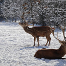 KOE_Wintermaerchen Wildpark 21.jpg