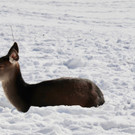 KOE_Wintermaerchen Wildpark 22.jpg