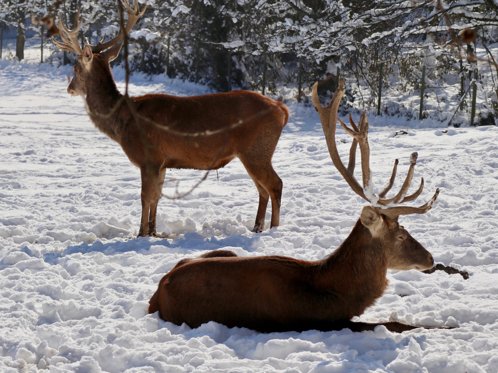 KOE_Wintermaerchen Wildpark 23.jpg