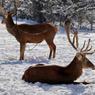 KOE_Wintermaerchen Wildpark 23.jpg