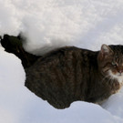 KOE_Wintermaerchen Wildpark 24.jpg