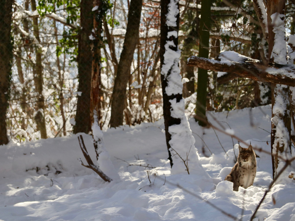 KOE_Wintermaerchen Wildpark 27.jpg