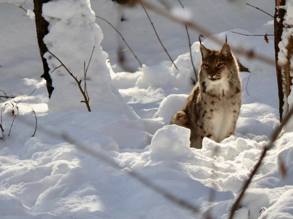 KOE_Wintermaerchen Wildpark 28.jpg