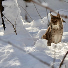 KOE_Wintermaerchen Wildpark 28.jpg