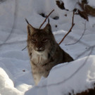 KOE_Wintermaerchen Wildpark 29.jpg