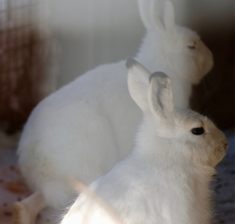KOE_Wintermaerchen Wildpark 31.jpg