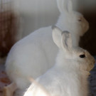 KOE_Wintermaerchen Wildpark 31.jpg