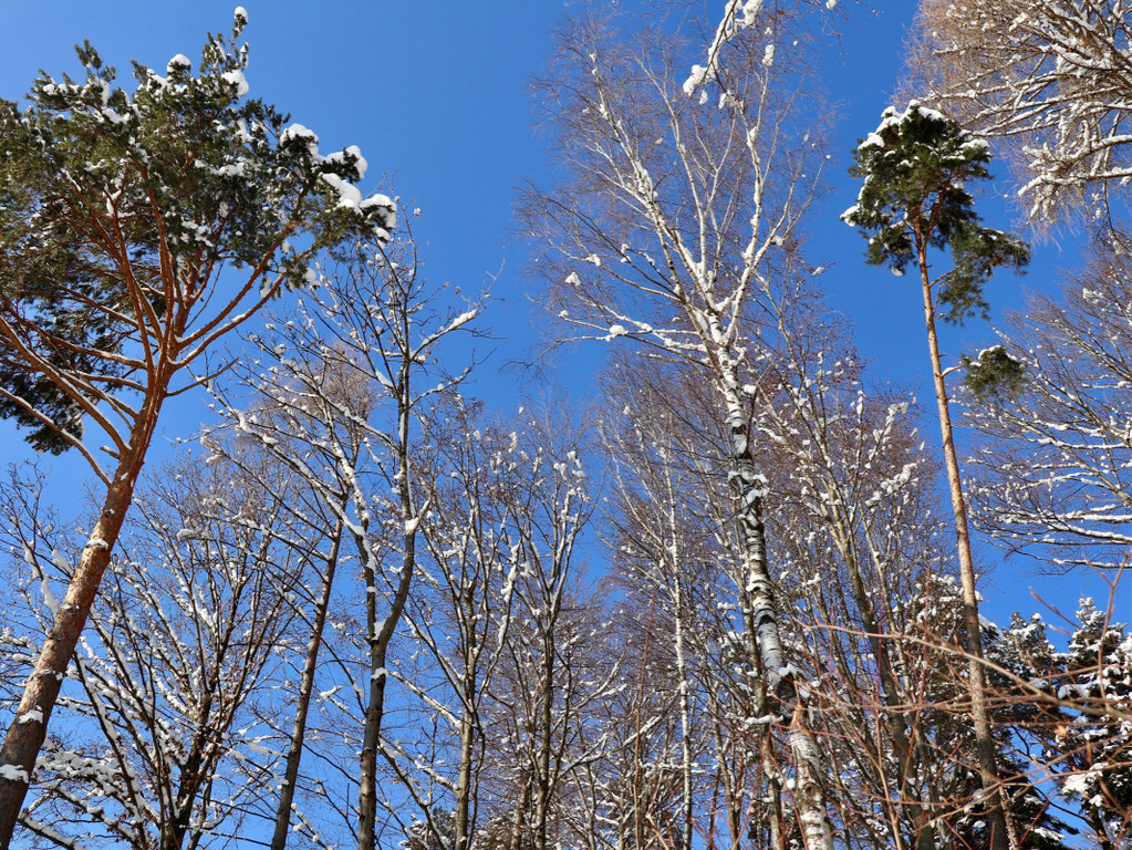 KOE_Wintermaerchen Wildpark 33.jpg