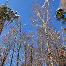 KOE_Wintermaerchen Wildpark 33.jpg