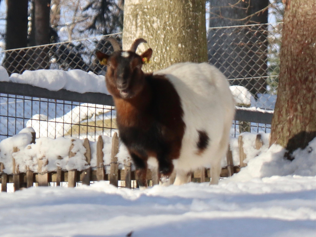 KOE_Wintermaerchen Wildpark 37.jpg