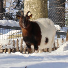 KOE_Wintermaerchen Wildpark 37.jpg