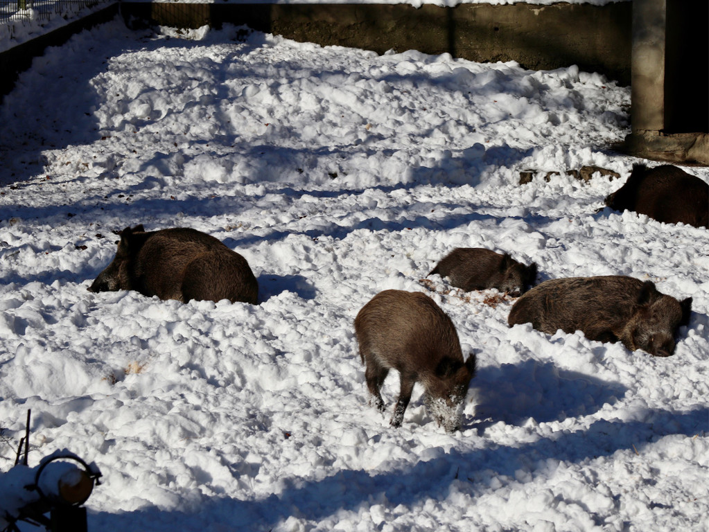 KOE_Wintermaerchen Wildpark 38.jpg