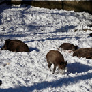 KOE_Wintermaerchen Wildpark 38.jpg