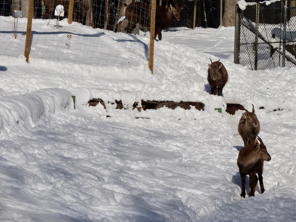 KOE_Wintermaerchen Wildpark 39.jpg