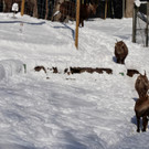 KOE_Wintermaerchen Wildpark 39.jpg